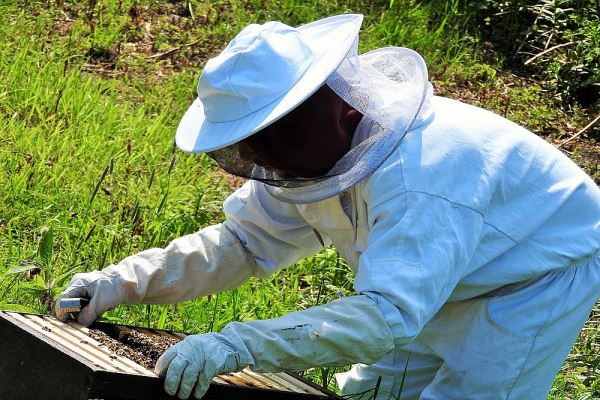 В Италии пчёл привлекли к охране природы