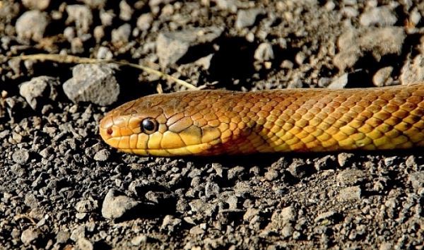 Жительница Волгоградской области обнаружила змею в собственном туалете